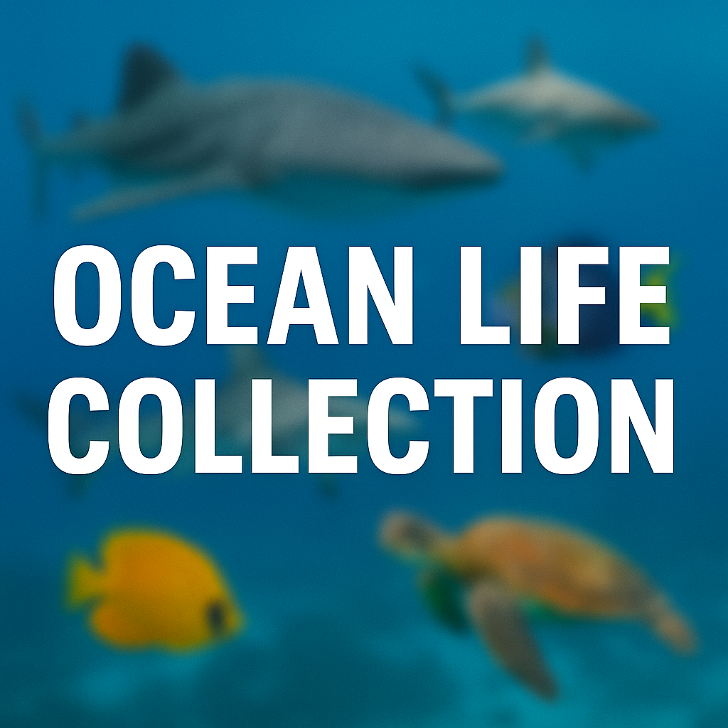 Ocean Collection